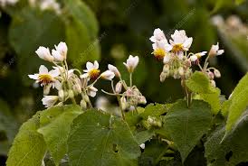 Image result for Sparrmannia africana