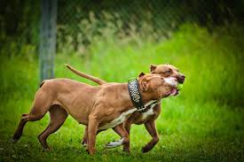 Red Nose Pitbulls The Ultimate Dog For The Committed Owner