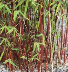 Maybe you would like to learn more about one of these? Bambou Fargesia Asian Wonder Plante En Ligne