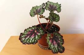 Rex begonias are admired for their fabulous foliage. Our 13 Favorite Plants And How We Keep Them Alive Reviews By Wirecutter