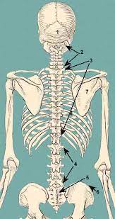 The column of bones in the back enclosing and protecting the spinal cord : Bones Of The Back