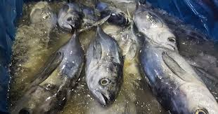 Ms linda lim, 60, an assistant helper at another fish stall that will also be closed for two weeks, said: Mmmvpps06f Xnm