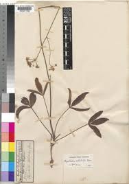 Image result for Physotrichia