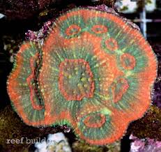 Image result for Australluma