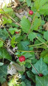 Image result for Wild Strawberry 1990 Tracer