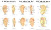 The Practical Chart Of Ear Acupuncture Points Chinese English