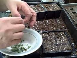 How To Propagate Mother Of Thousands From Plantlets Mother Of Thousands Bryophyllum Daigremon Mother Of Thousands Plant Planting Succulents Succulent Display