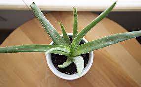 La température doit être l'aloe vera ne demande pas beaucoup d'entretien. Aloe Vera Plante Entretien Culture En Pot