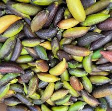 Finger lime is a thorny understorey shrub or small tree of lowland edible uses: Organic Finger Limes Frog Hollow Farm
