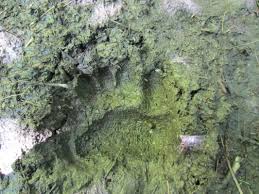 Blog - SCHMITZ LAB AT YALE