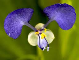 Image result for Commelina nyasensis