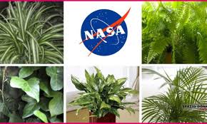 Le tillandsia, meglio conosciute come piante d'aria, sono un meraviglioso genere di piante prive di radici, che vivono assorbendo l'umidità dell'aria. Piante Che Purificano L Aria Per La Nasa Queste 12 Sono Indispensabili