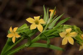 Image result for Exochaenium