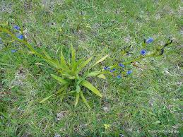 Image result for Aristea ecklonii