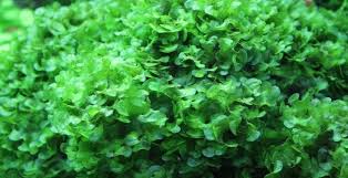 Image result for Lomariopsis