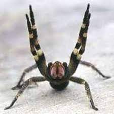 Giftigste spinne der welt (phoneutria brasilianische bananenspinne). Spinnengift Als Viagra Ersatz Proplanta De