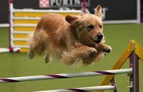 8th annual masters agility championship. Gujsefzyct7khm