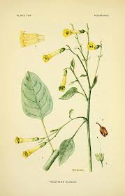 Image result for Nicotiana glauca