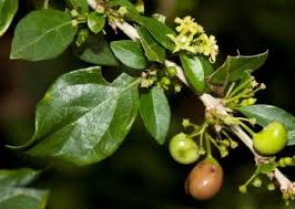 Image result for Canthium