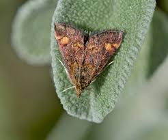 Image result for Pyrausta aurata