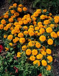 Image result for Tagetes patula