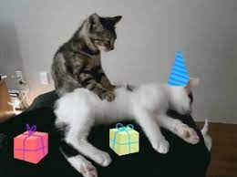 Cats Massage Gif Cats Massage Relax Discover Share Gifs Cat Massage Cats Happy Weekend Images