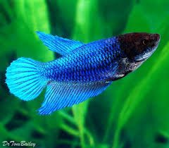 Our bettas are hand selected from the best farms in thailand. Premium Blue Female Betta Fish 1 To 1 2 Long Betta Betta Fish Types Betta Fish