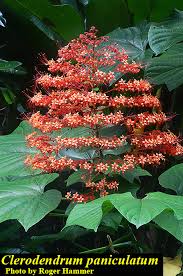 Image result for Clerodendrum fuscum