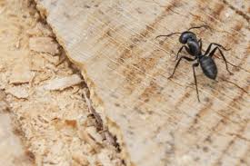 Carpenter ants need softened or rotting wood to make thier nests in. How To Get Rid Of Carpenter Ants Without Poisoning Your Pets