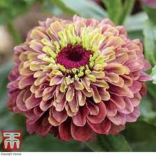 Check spelling or type a new query. Zinnia Elegans Queeny Lime Red Thompson Morgan