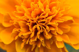 Deadheading (removing dead blooms) is one of a gardener's best tools for keeping a garden looking fresh and colorful for the whole growing season. Flower Talk The Flowers Of The Dead