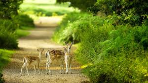 Wallpapers Hd 1080p Nature Green Wallpaper Cave Find and download wildlife wallpapers hd wallpapers, total 26 desktop background. wallpapers hd 1080p nature green