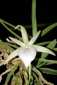 Image result for Angraecum cultriforme