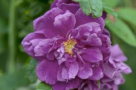 Image result for Heteranthoecia