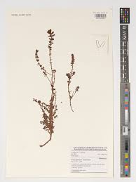 Image result for Bergia