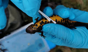 The owners of the targeted boxes are all prominent figures from the top layer of belgian society and determined to keep their secrets, but inspector paul. Salamander Chytridpilz Und Heimische Amphibien Stiftung Artenschutz