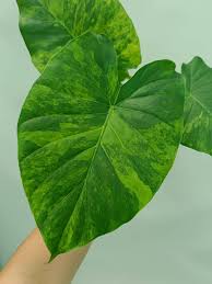 Image result for Cavacoa aurea