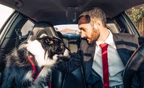 3 Best Dog Harnesses For Car Travel In 2021 Crash Tested Safe Obviously the muttstuff car seat works best for smaller dogs, but even medium sized dogs can settle well in it. 3 best dog harnesses for car travel in