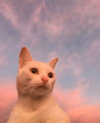 Nothingsqueen94 In 2020 Cat Aesthetic Cute Animals Animals