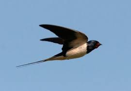 Fiszkoteka, your checked english italian dictionary! Rural Landscape And Biocultural Diversity The Swallows In Italy Landscape Paesaggio Rurale Italiano