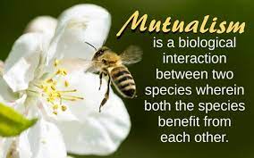 Maybe you would like to learn more about one of these? Examples Of Mutualism Biology Wise
