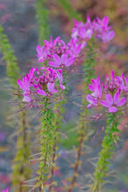 Image result for Cleome houtteana