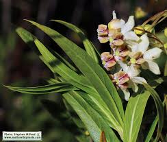 Image result for Gomphocarpus fruticosus
