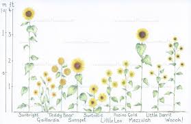 31 Most Wonderful Sunflowers With Height Guide Tried And