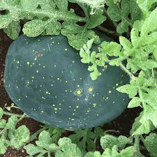 Image result for Citrullus lanatus