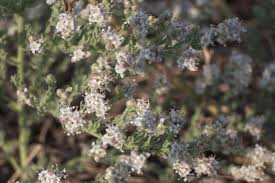 Image result for Cressa cretica