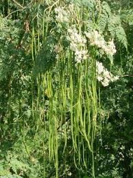 ખેતીવાડી માહિતી - સરગવાની વૈજ્ઞાનીક ખેતી-પદ્ધતિ સરગવો પૃથ્વી પરનું અદભૂત વિવિધ ઉપયોગી પર્ણપાતી ઝાડ છે. સરગવો એ મોરીએસી કૂળનું વિશ્વનું ...