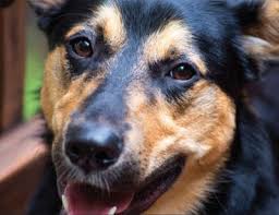In the designer breed registry, it is a rottweiler shepherd. German Shepherd Rottweiler Mix The Complete Guide My Dog S Name