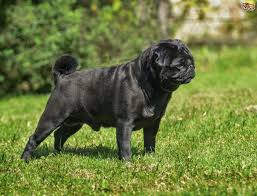 Click here to see litter box, photographs and video. Pug Dog Breed Facts Highlights Buying Advice Pets4homes