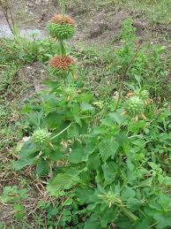 Image result for Leonotis nepetifolia